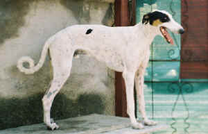lokis.jpg (753393 byte)