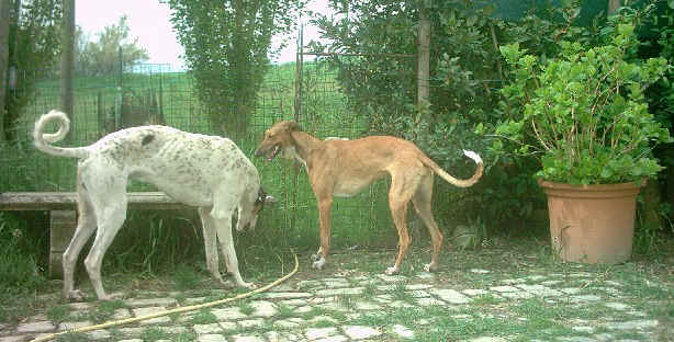 polacco1.jpg (151913 byte)